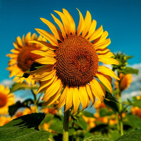 flowerpower956